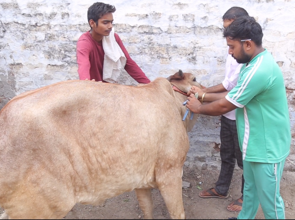 गौसेवा धाम ने बनाया लम्पीग्रस्त गायों हेतु आइसोलेशन सेटंर