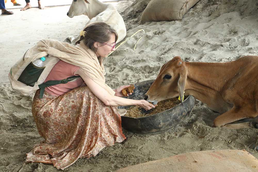 Gau Seva Dham Hospital For Gau Mata Seva Gau Seva Dham Hospital For Gau Mata Seva