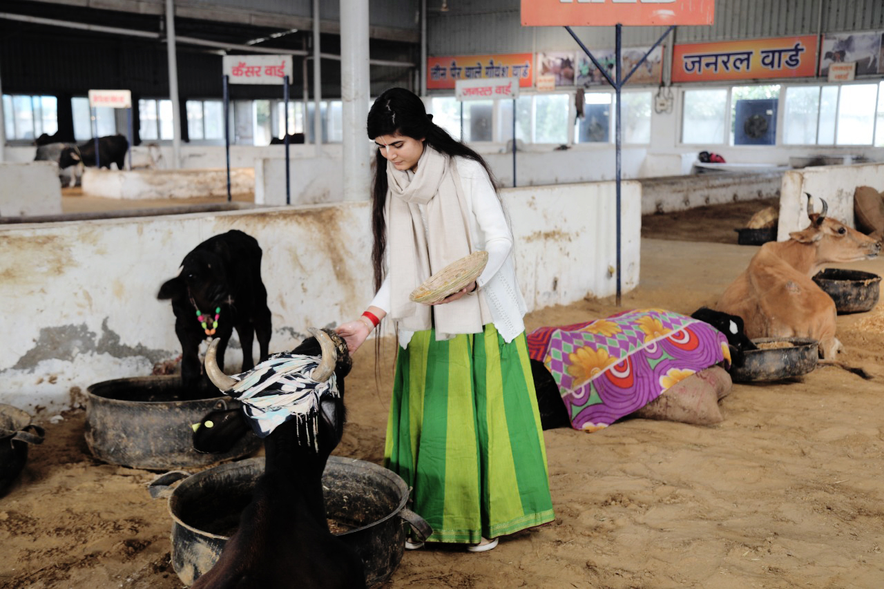 नववर्ष की शुरुआत, गायों का भोज व हरिनाम संकीर्तन के साथ।  पढ़िए पूरी खबर 