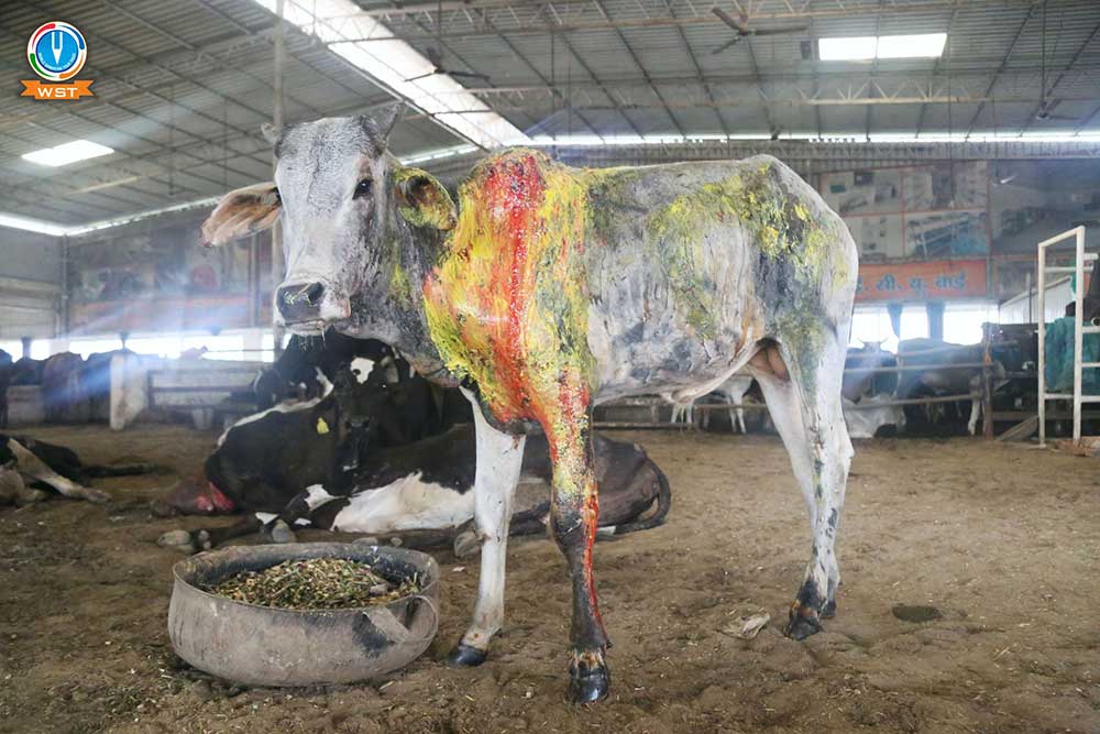 ACID ATTACK ON BULL